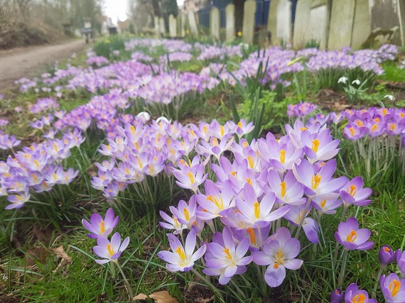 Spring Bulb Walk at Tower Hamlets Cemetery Park