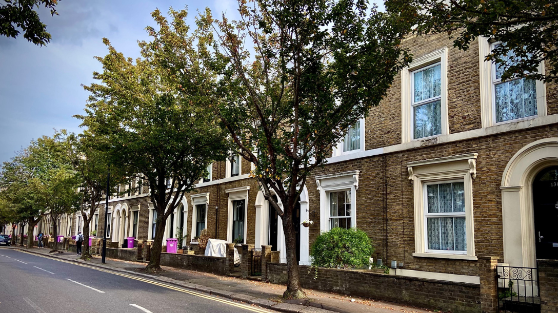 Trees along a residential street