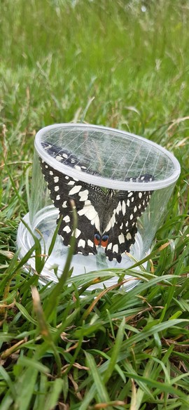 swallowtail butterfly