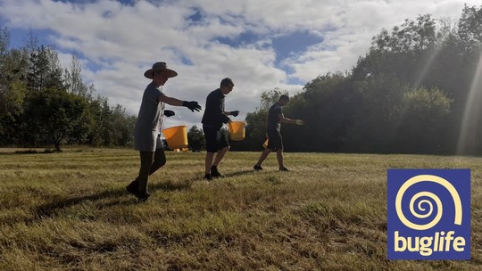 3 BugLife volunteers walking across a meadow sowing seeds on a sunny day