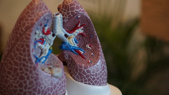 A plastic medical model of a pair of lungs, showing a cut-away section