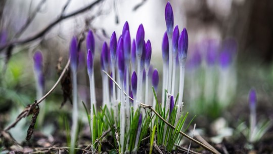 Close up of some budding blue crocuses in the undergrowth
