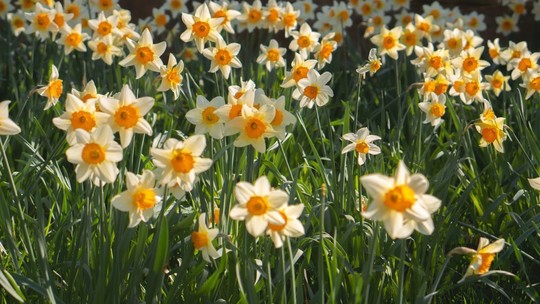 A field crowded with flowering daffodils