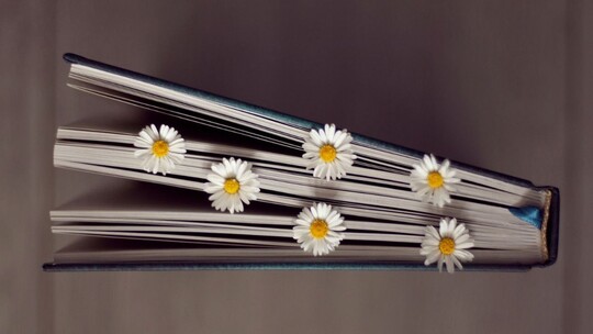 A book standing and seen from above, with daisies inserted between the pages