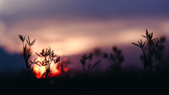 Some wild plants silhouetted against a pink and purple sunset