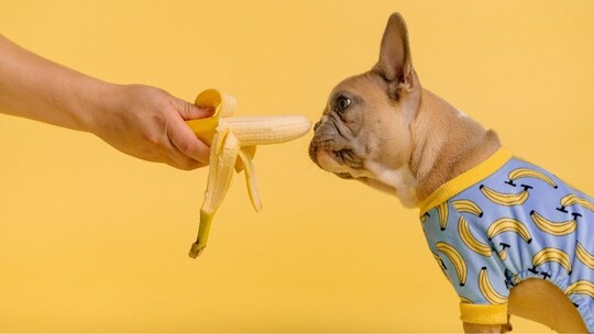 A French Bulldog being offered a peeled banana - the background is a bright, cheerful yellow