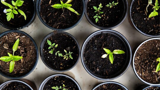 A photo of seedlings in pots packed close together. The photo has been taken from above and there are 12 pots in view.