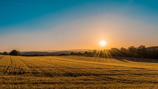 a field of ripe wheat under a blue sky and an early evening sun