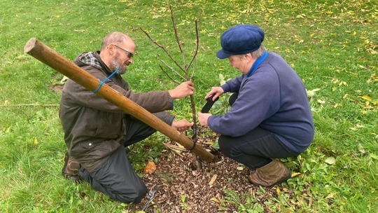 Two members of the Friends of Holmer Lake and Madebrook stabilising a small, newly planted tree