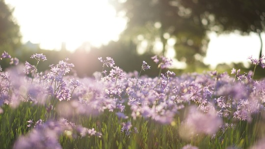 A field of lilac-coloured wild flowers.