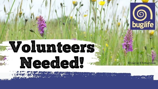 Image of a field of wild flowers with the text 'volunteers needed' at the bottom. Buglife logo in top right corner.