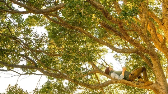 A man in walking boots sits stretched out in the branches of a very large tree in full leaf
