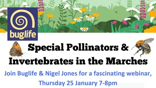 Colourful picture of wildflowers, bees and butterflies. All text reproduced below in article.