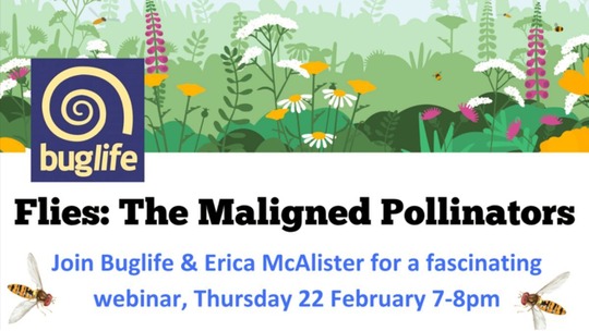 Background of plants and flowers with text that reads: Flies the Maligned Pollinators, webinar Thursday 22 February 7 to 8pm