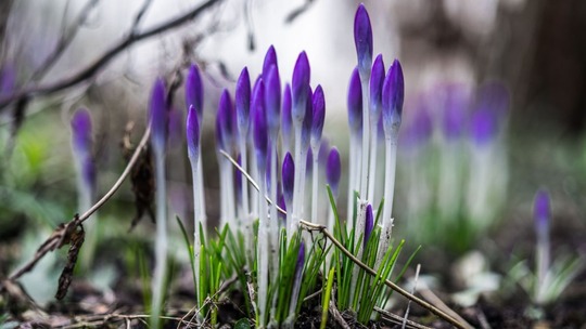 A clump of budding purple crocuses in a woodland area