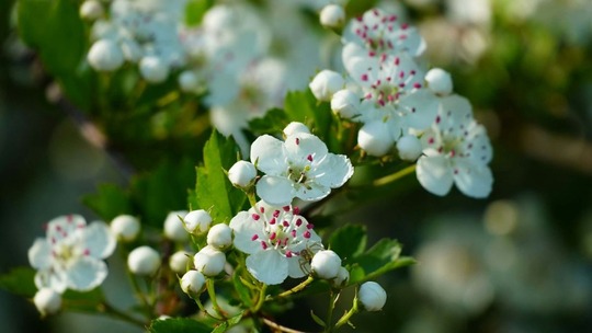 Hawthorn in bloom. Also called May Blossom. Small bunches of white flowers on a dark green shrub.