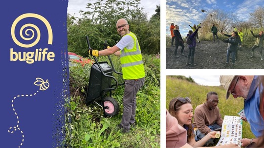 3 photos of BugLife volunteers doing habitat maintenance and pollinator identification