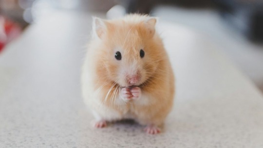 A small, light brown hamster sitting on a large white work surface looking worried