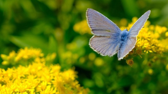 A photo of a pale blue butterfly on some bright yellow flowers in sunlight