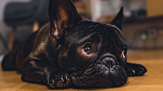 A black French bulldog, lying on a kitchen floor, looking up to the right with big, sad eyes