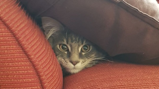 A wide-eyed tabby cat peeking out from underneath a large cushion on a sofa.