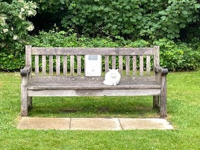 cat bench