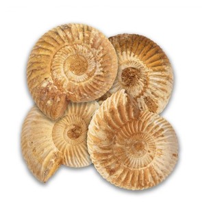 ammonite