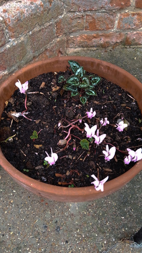 cyclamen