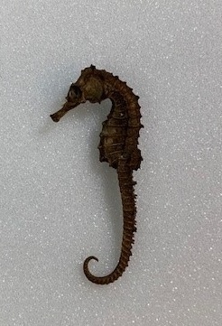 seahorse 2