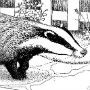 badger drawing