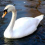 Swan