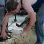 Sheep shearing