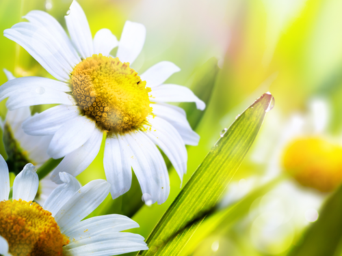 close up image of a daisy in a field with raindrops upon it