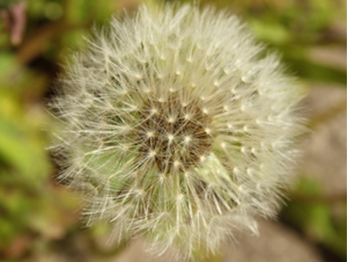 close up of a dandelion in a field