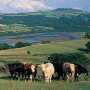 cattle and countryside
