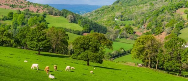 Single Application Form