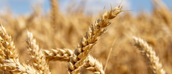 Wheat