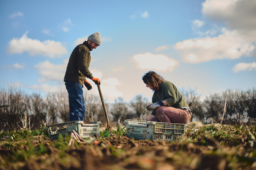 Man and woman digging up vegetables.