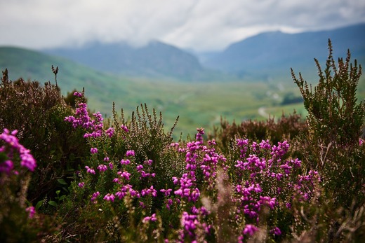Welsh heather landscape.