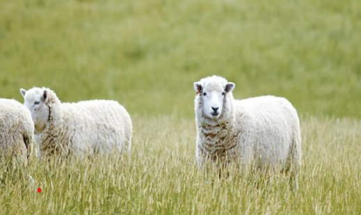 Sheep in a field