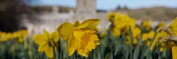 Daffodils