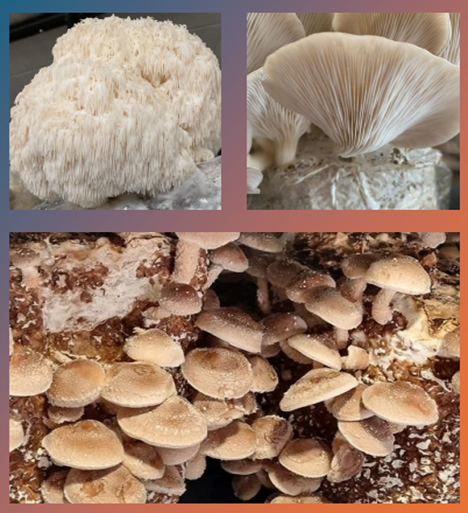 Varieties of mushroom