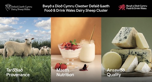 Lansio Clwstwr Defaid Llaeth Newydd i gefnogi twf diwydiant llaeth defaid Cymru