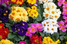 Market  primulas in bloom flowers