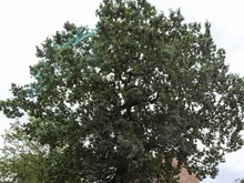 Juniper House oak tree