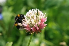 bee on clover