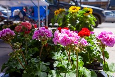 North Chingford Market flower stall