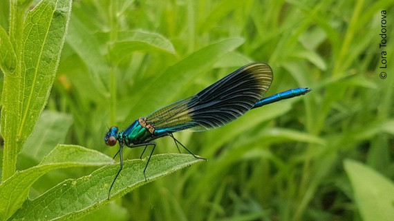 A dragonfly rests on some grass at Walthamstow Wetlands