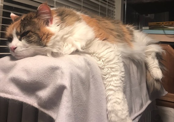 A ginger and white cat lies on a blanket on top of a radiator