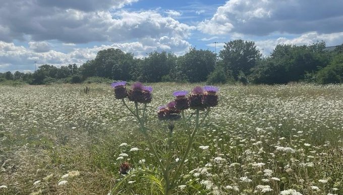 Thistles in a field against a blue sky with fluffy clouds